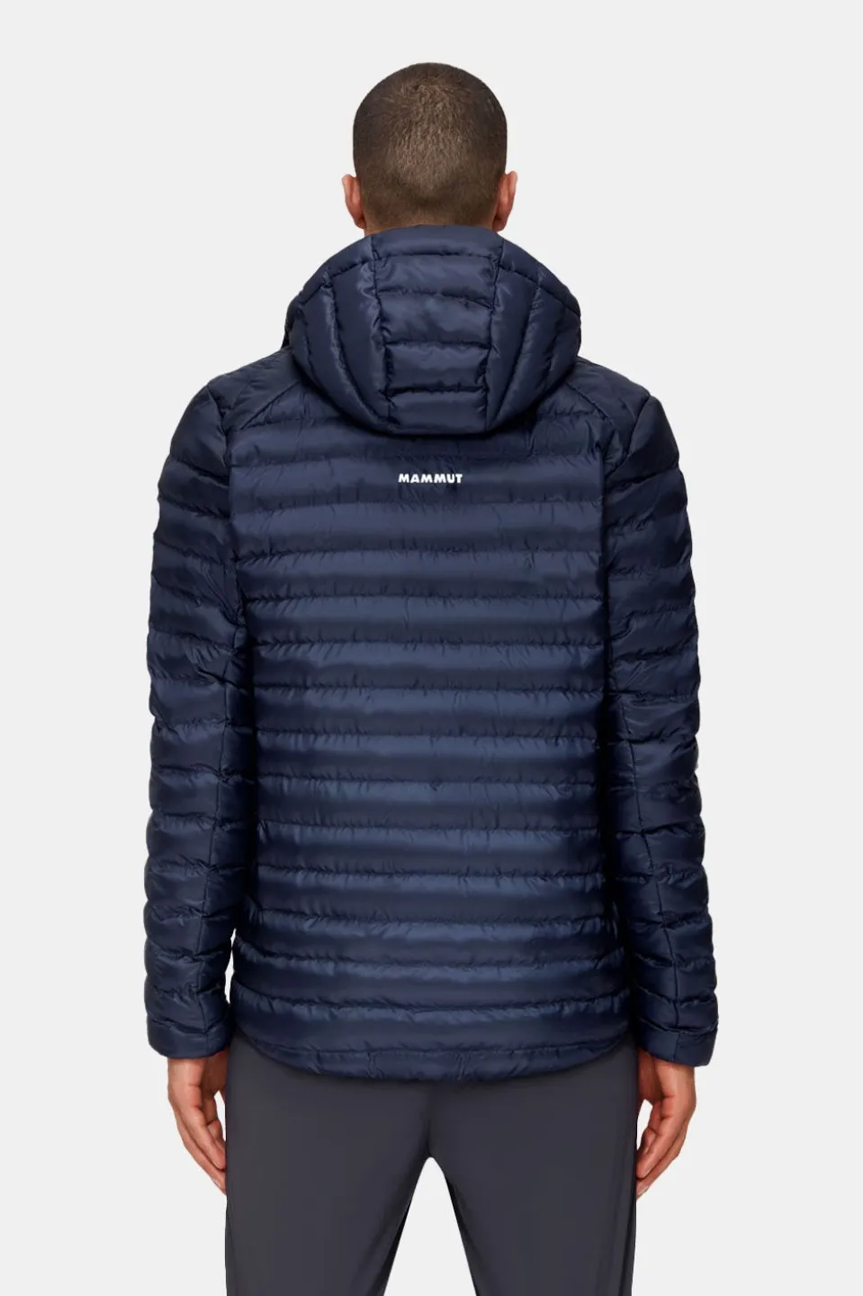 Mammut Albula In Hooded Isolatiejas